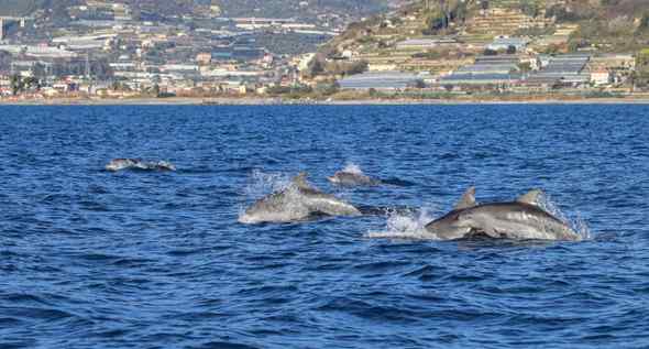 Anche quest’anno delfini a Punta Campanella